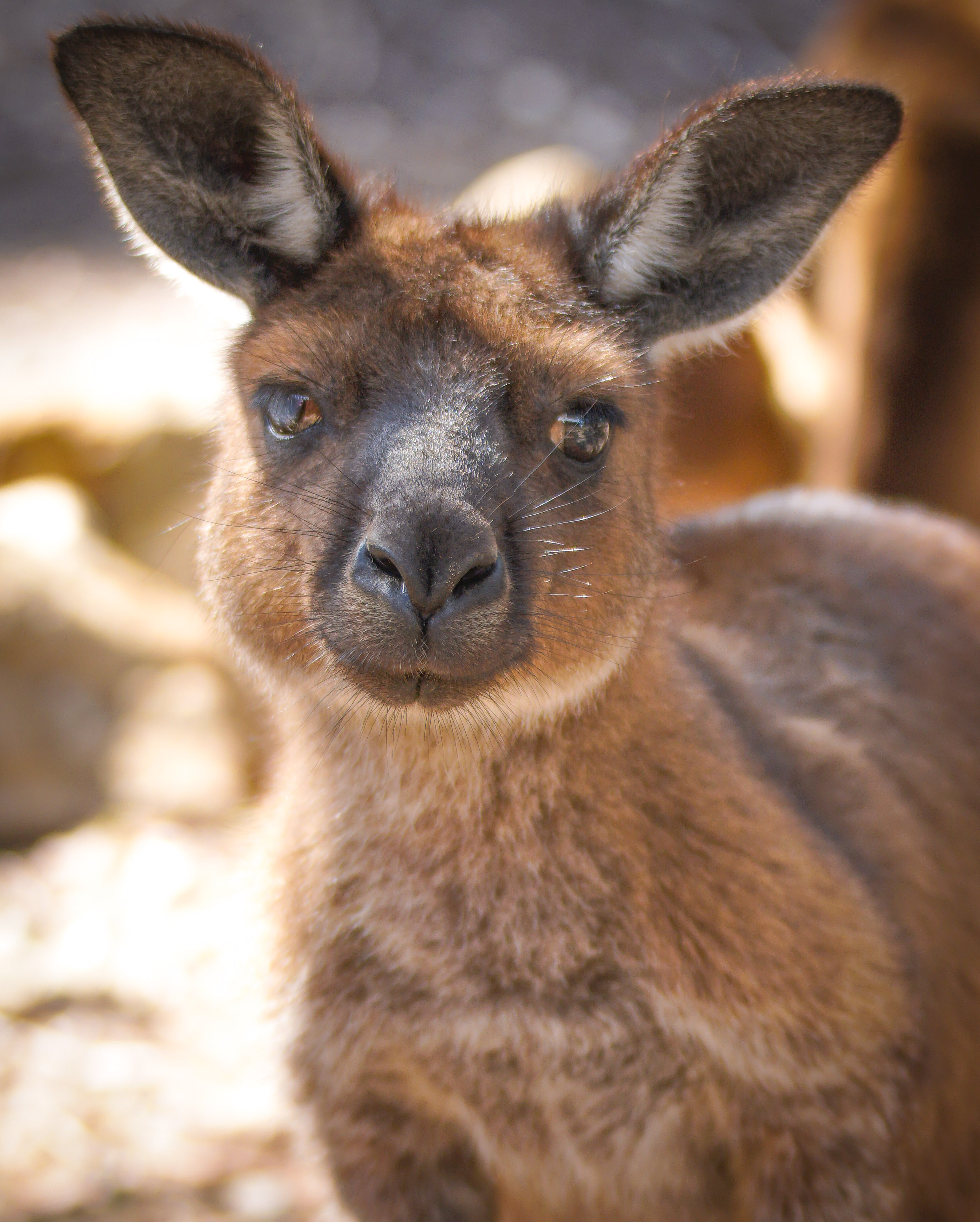 Roo 1